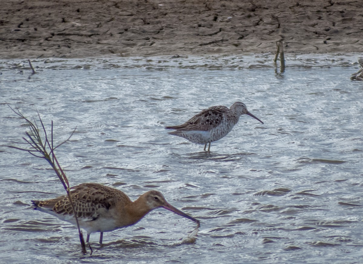 Stilt Sandpiper - ML644645753