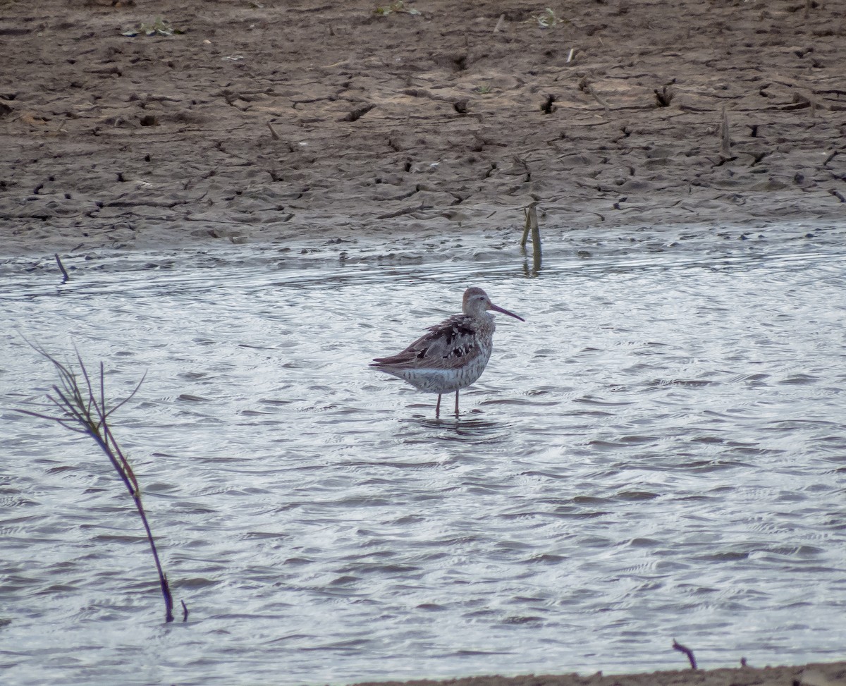 Stilt Sandpiper - ML644645754