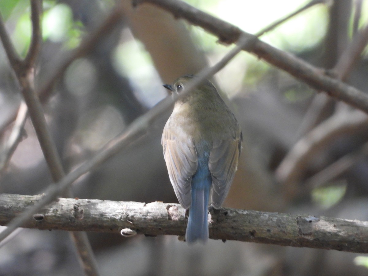 Хөх зоот гургалдай - ML644645755