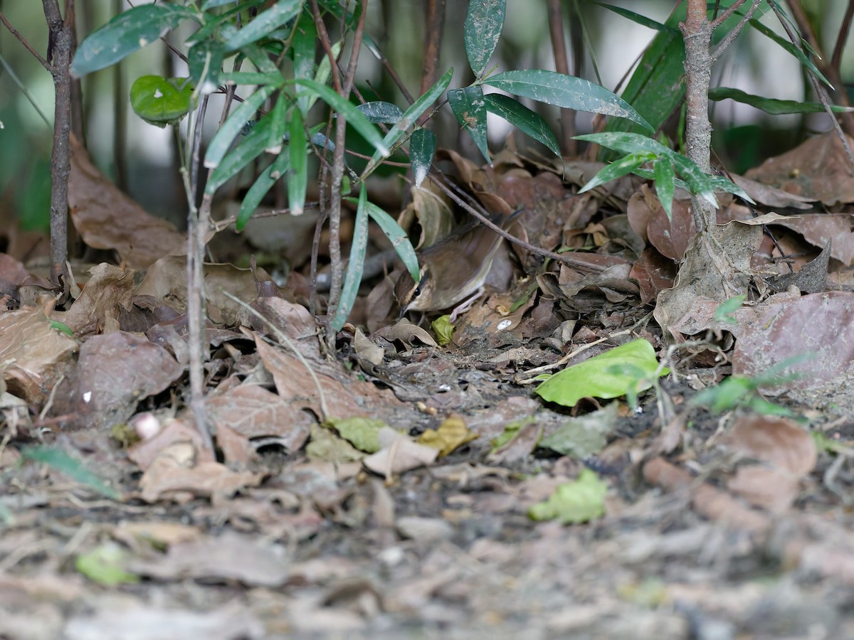 Asian Stubtail - ML644645758