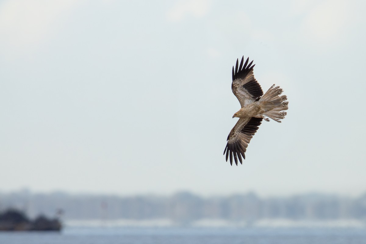Whistling Kite - ML644645760