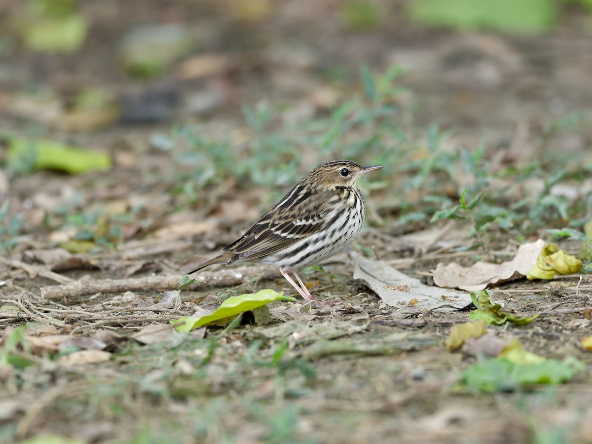 Pechora Pipit - ML644645761