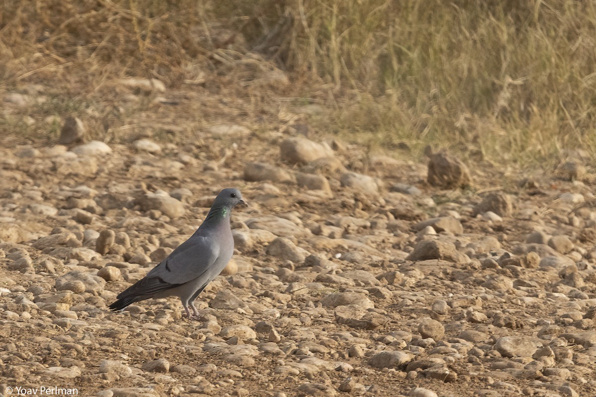 Stock Dove - ML644645766