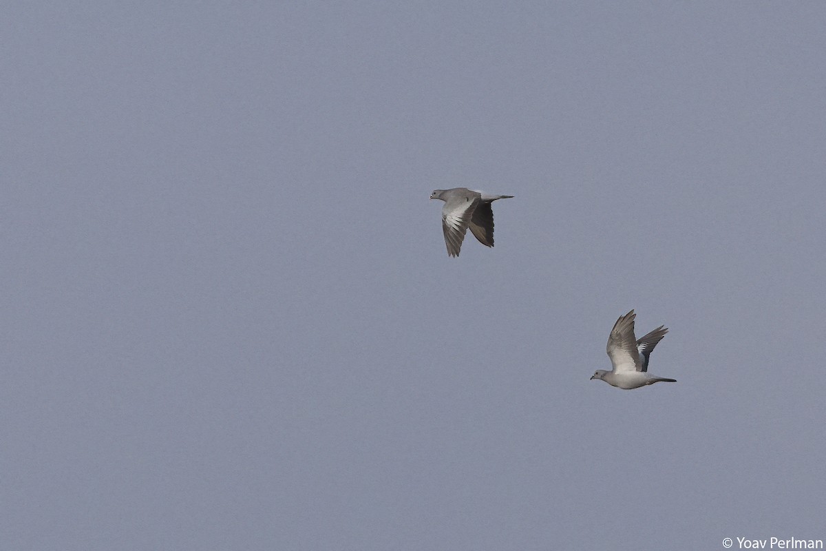 Stock Dove - ML644645769