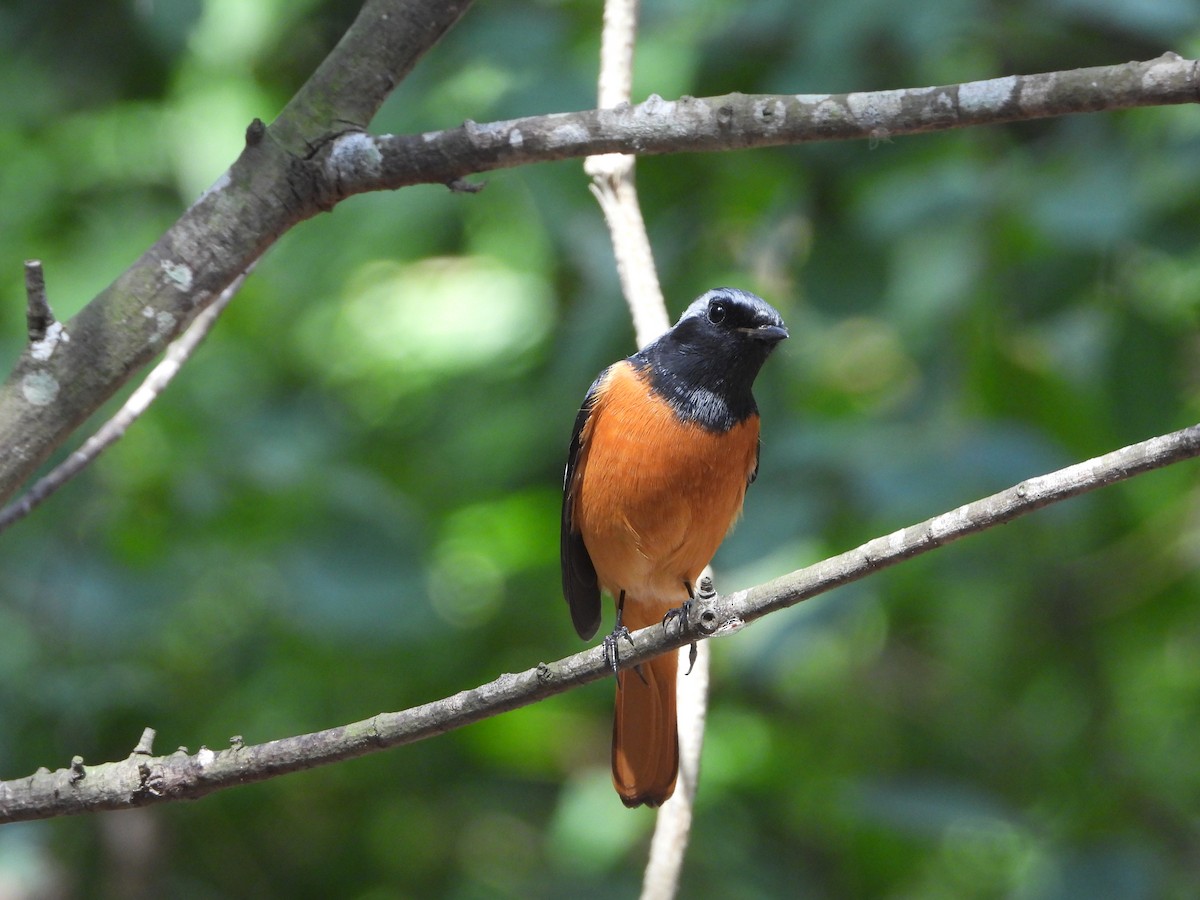 Дагуур гал сүүлт - ML644645770