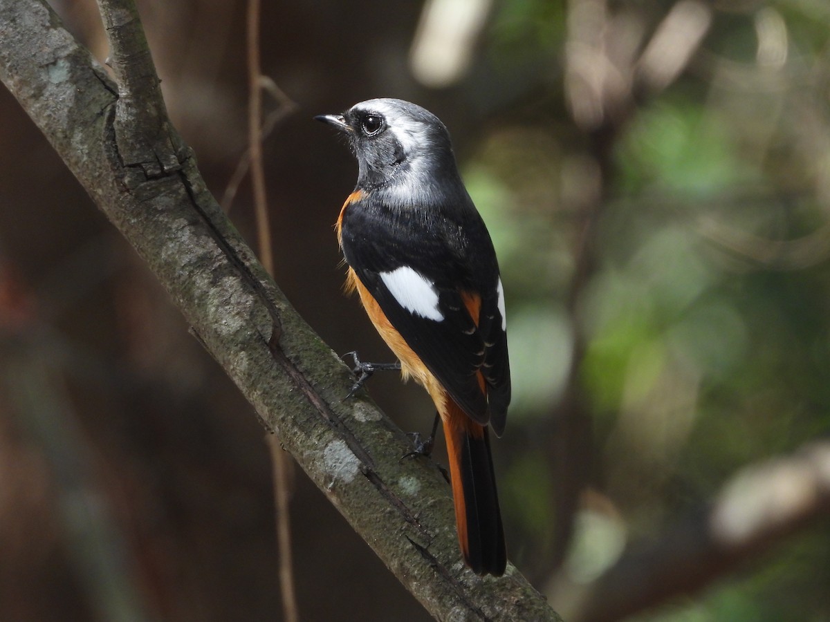 Дагуур гал сүүлт - ML644645771