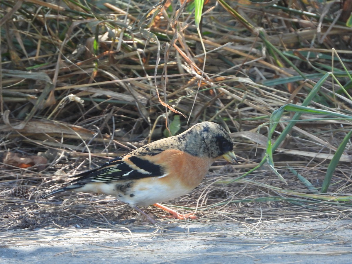 Алаг бужирга - ML644645776