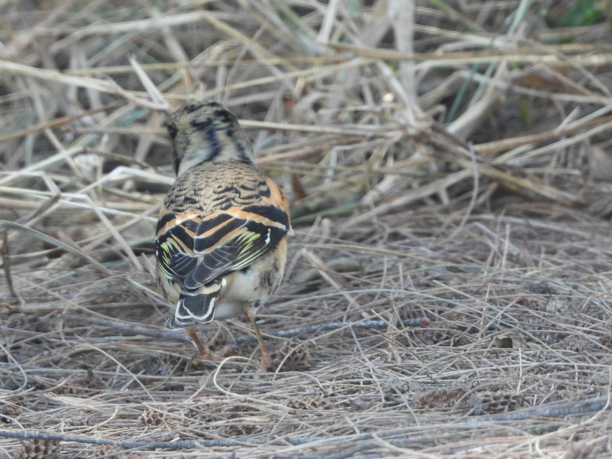 Алаг бужирга - ML644645777