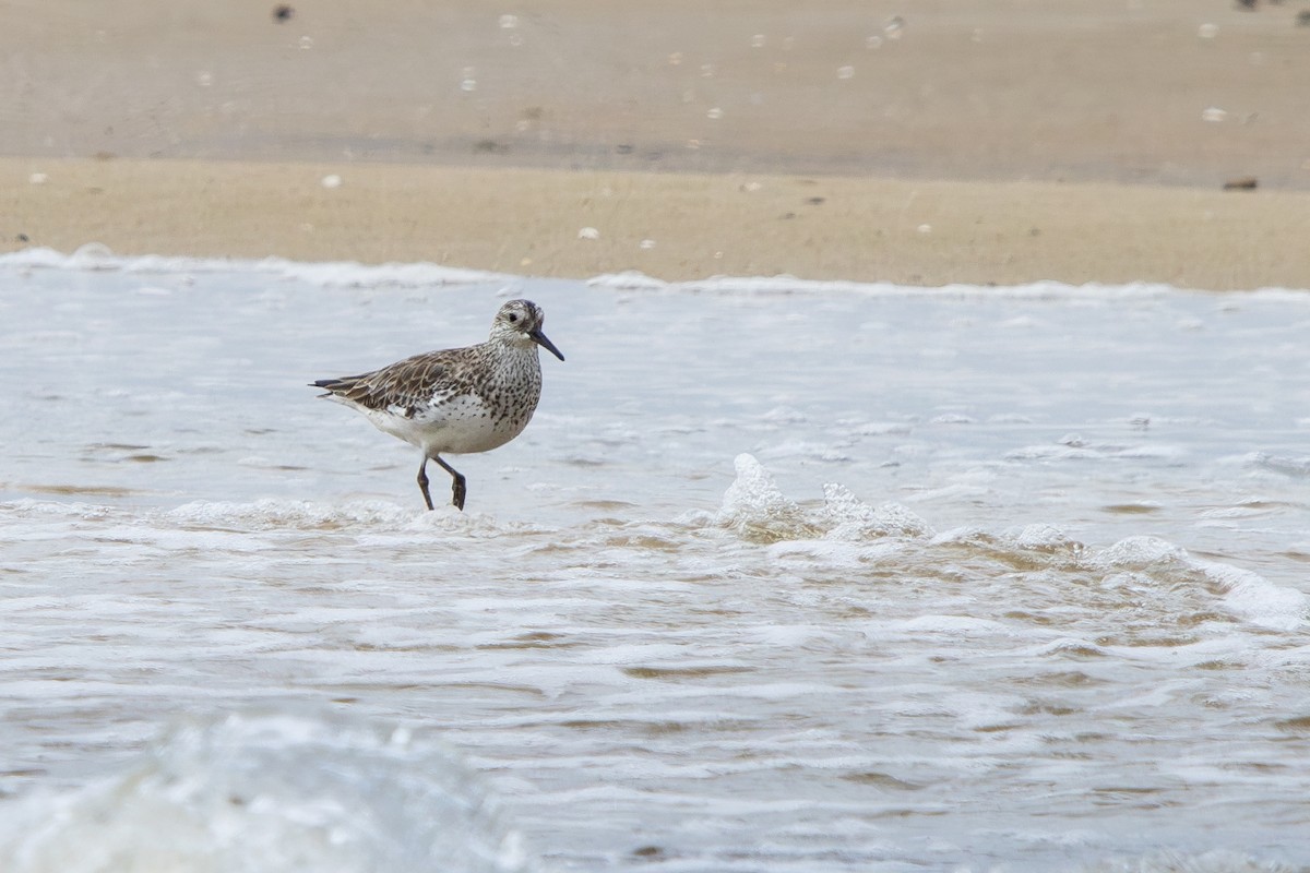 Great Knot - ML644645781