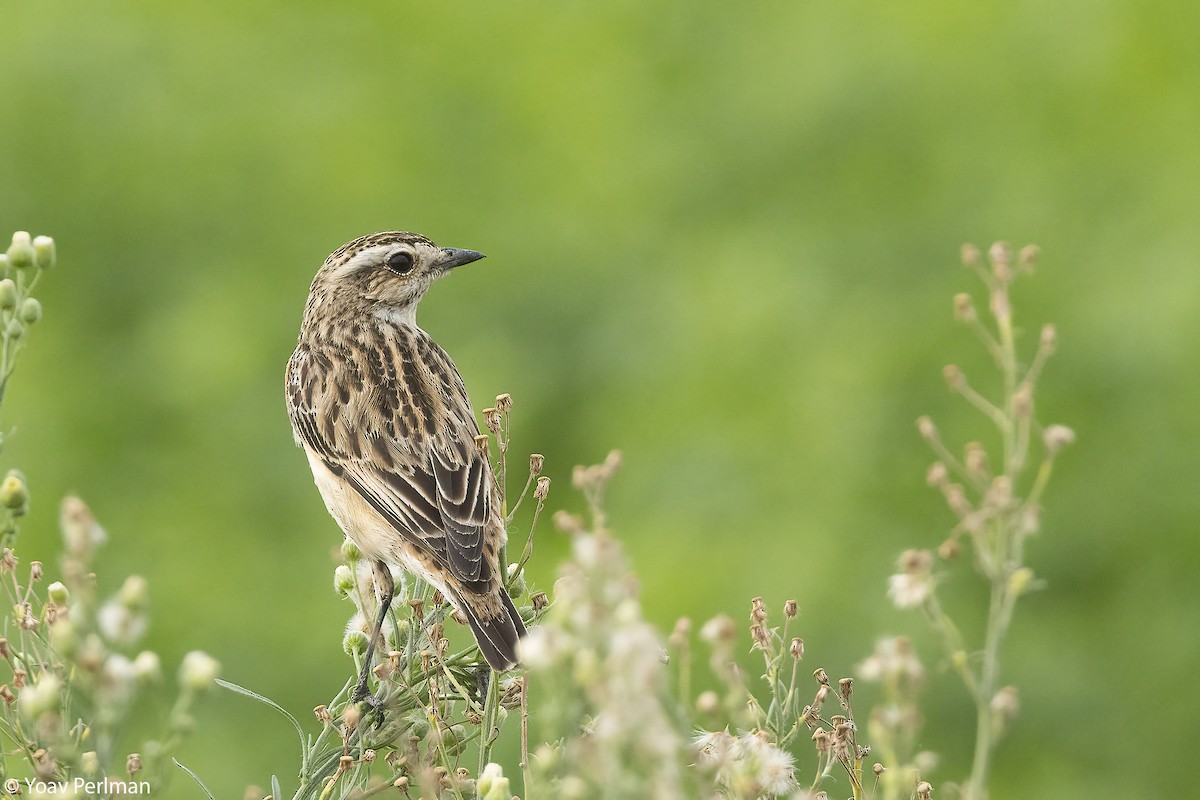 Tarier des prés - ML644645782