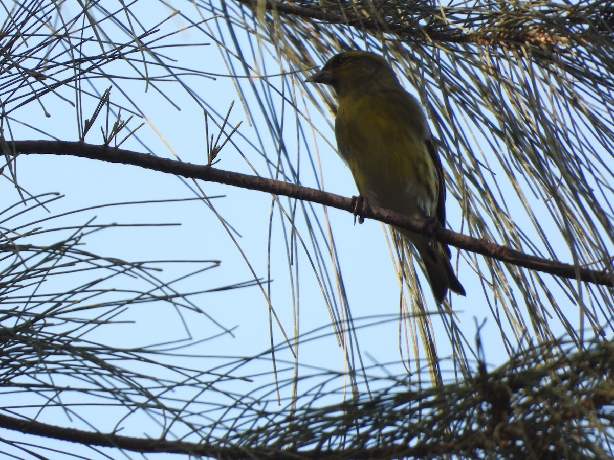 חורפי - ML644645783
