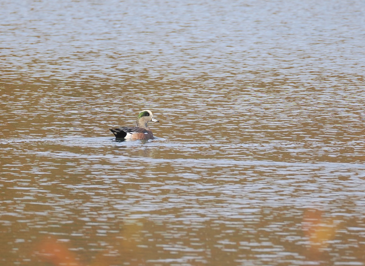 ברווז אמריקני - ML644645785