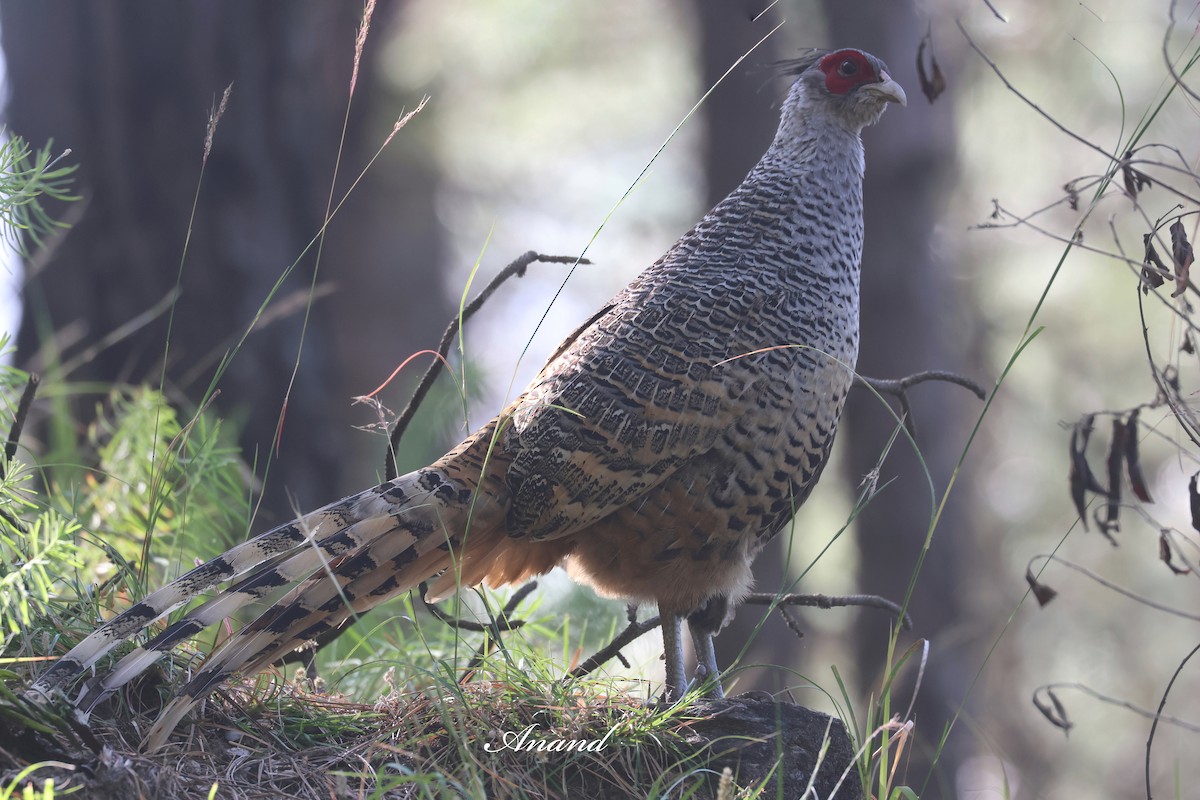 Faisan de Wallich - ML644645786