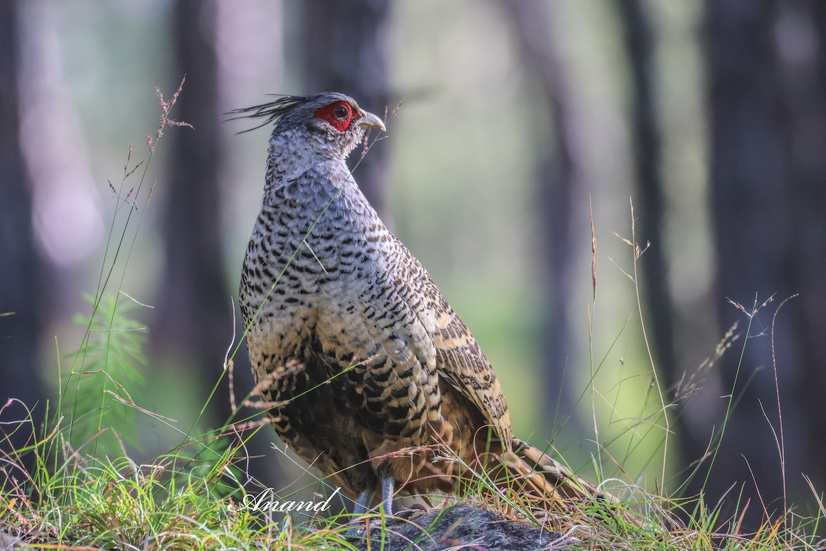 Faisan de Wallich - ML644645787