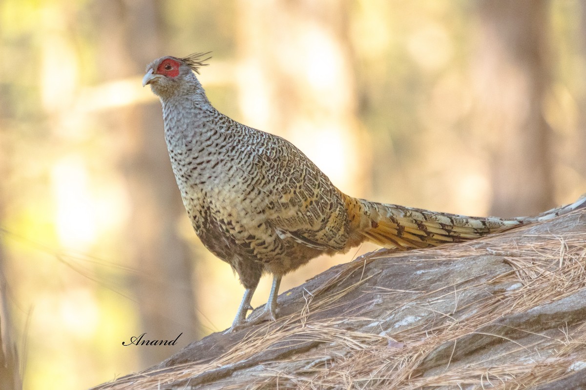 Cheer Pheasant - ML644645788