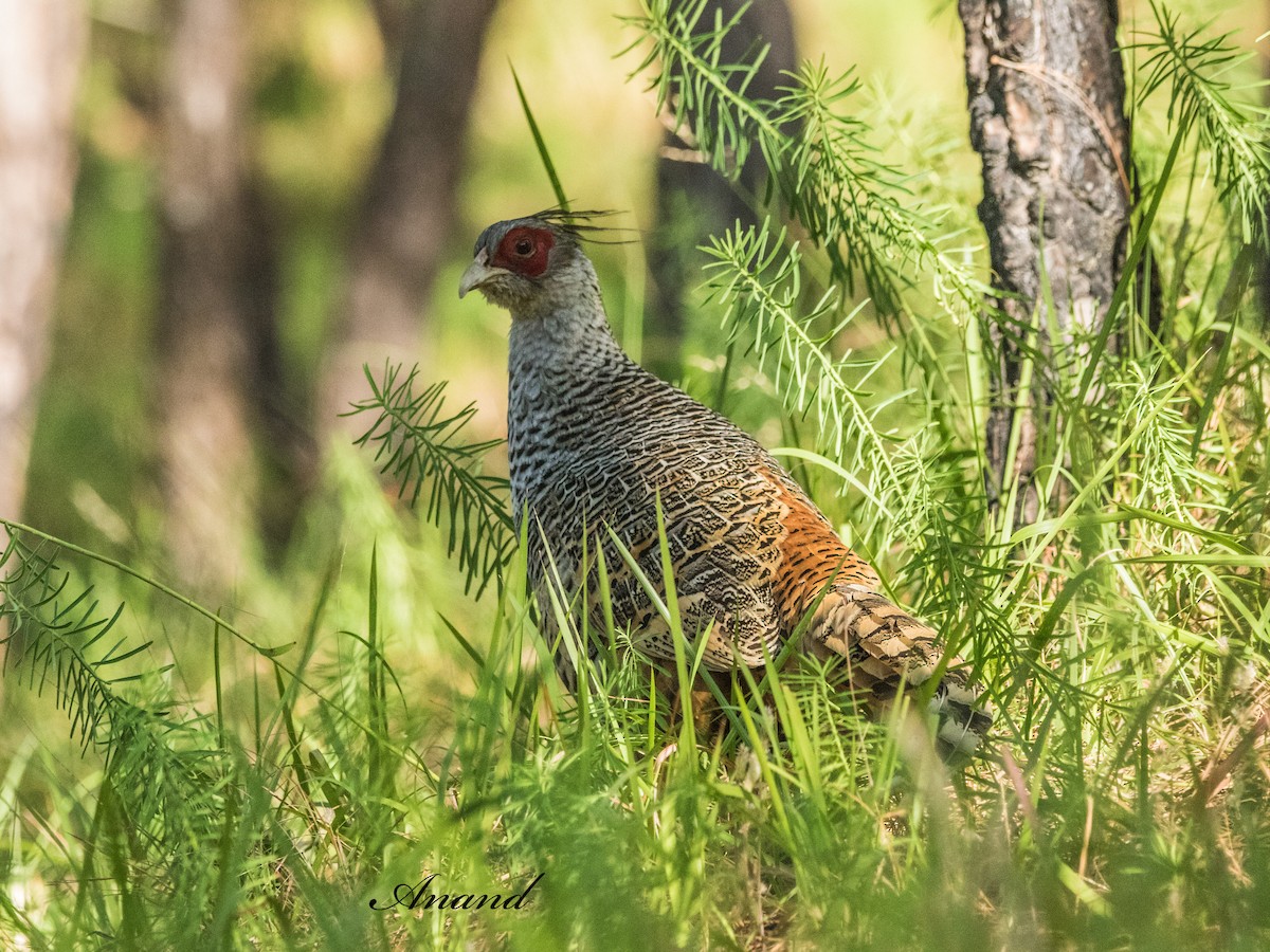 Faisan de Wallich - ML644645789