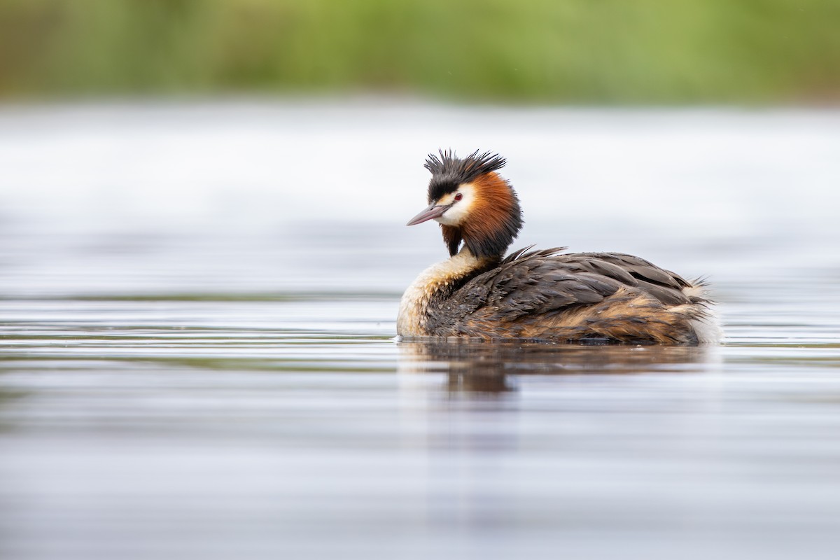 טבלן מצויץ - ML644645794