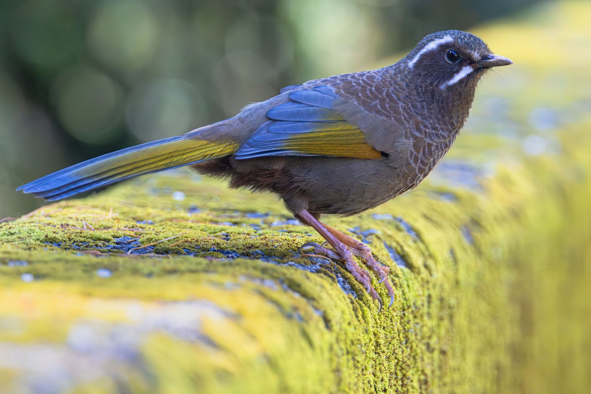 White-whiskered Laughingthrush - ML644645795