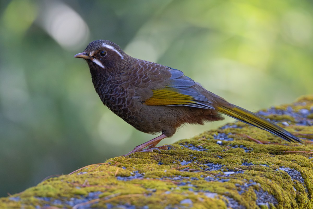 White-whiskered Laughingthrush - ML644645796