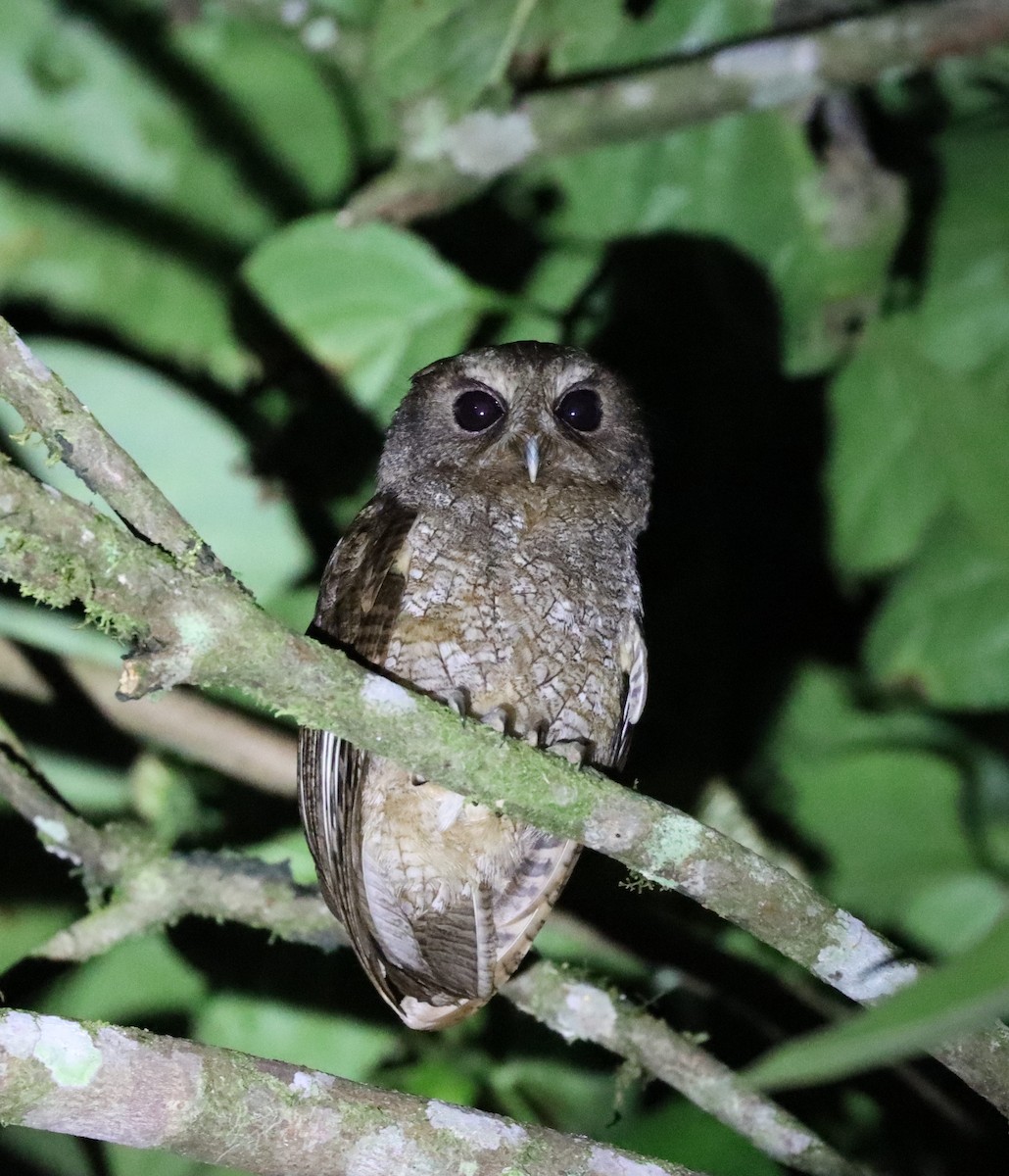 Rufescent Screech-Owl - ML644645798