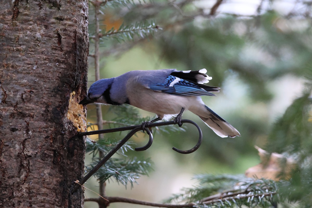 Blue Jay - ML644645799