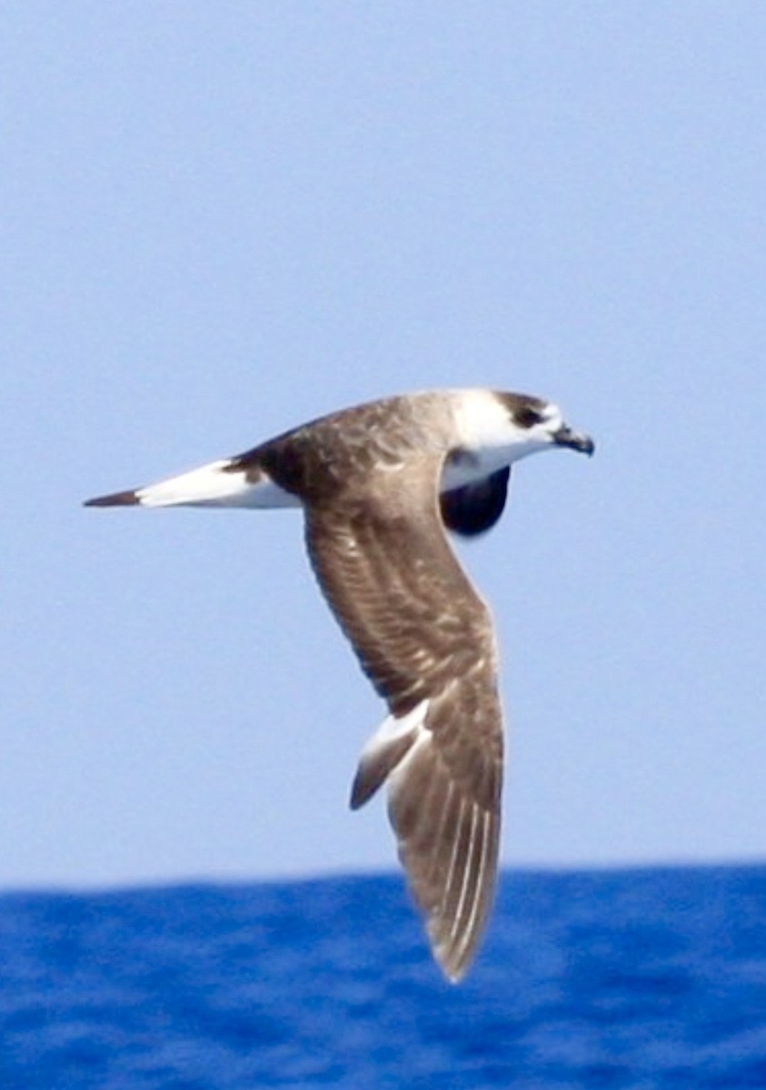 סערון שחור-כיפה - ML644645801