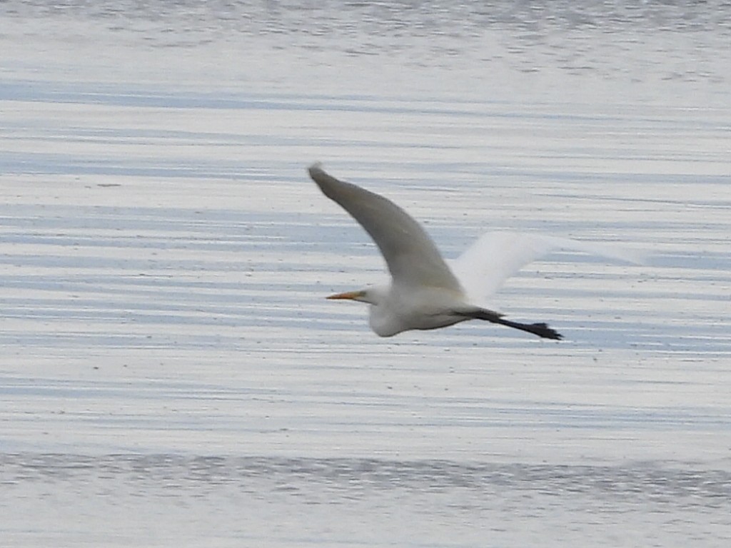 לבנית גדולה - ML644645802