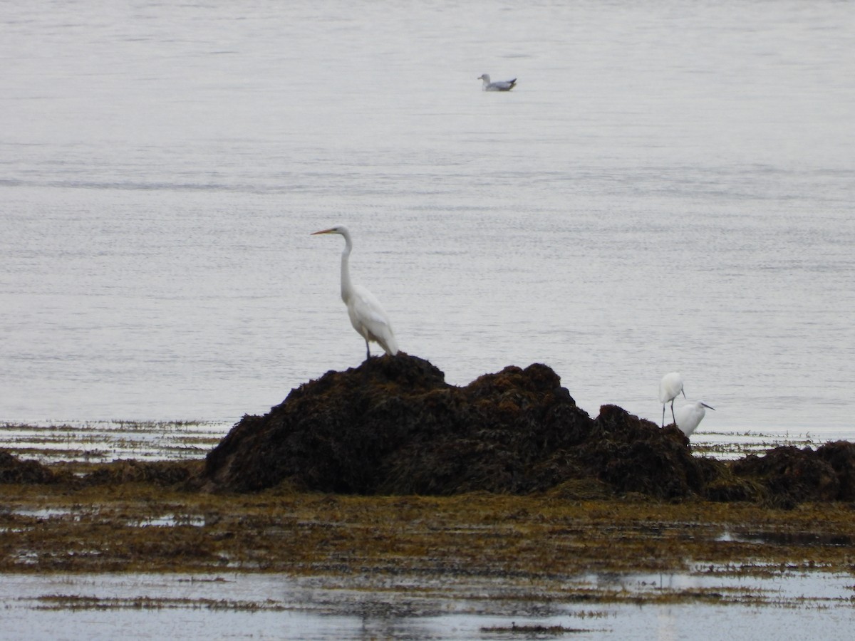 לבנית גדולה - ML644645804