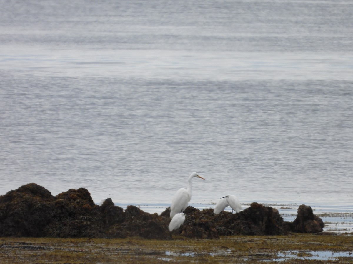 לבנית גדולה - ML644645805