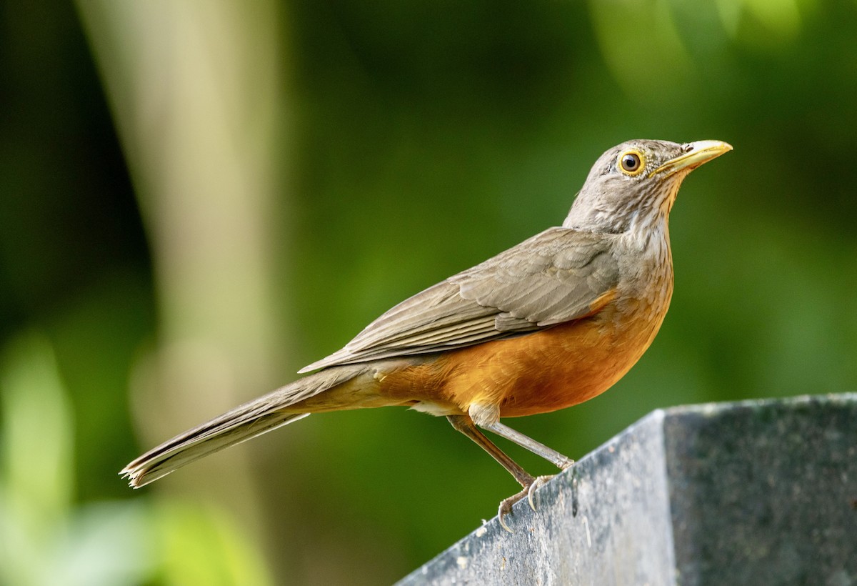 Rufous-bellied Thrush - ML644645808