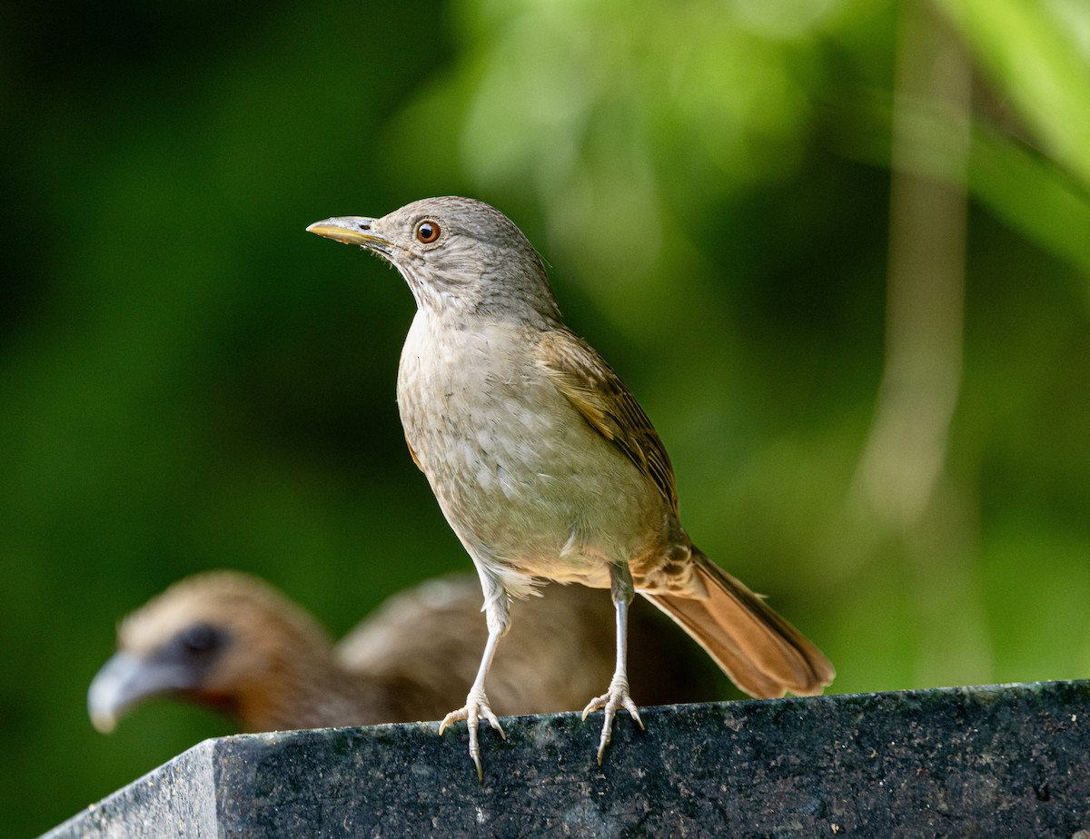 Pale-breasted Thrush - ML644645809