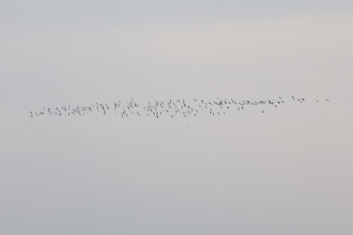 קיווית מצויצת - ML644645811