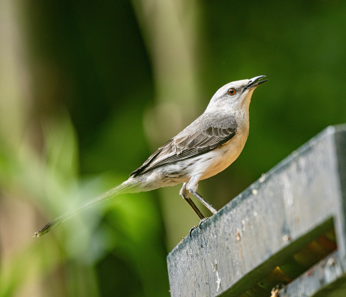 Tropical Mockingbird - ML644645812
