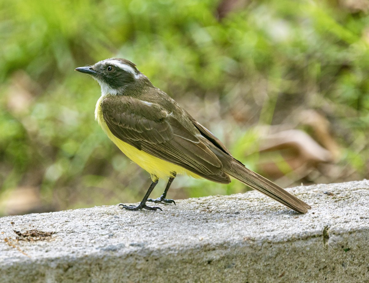 Social Flycatcher - ML644645813