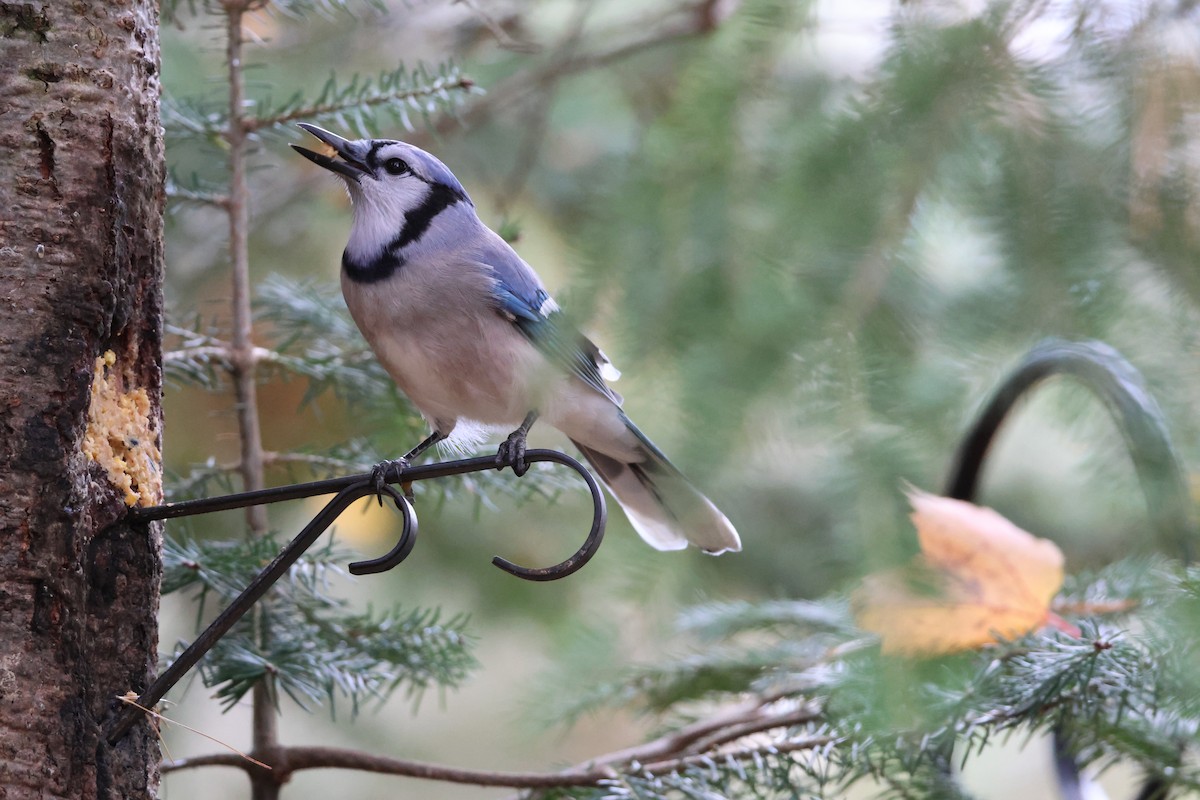 Blue Jay - ML644645815