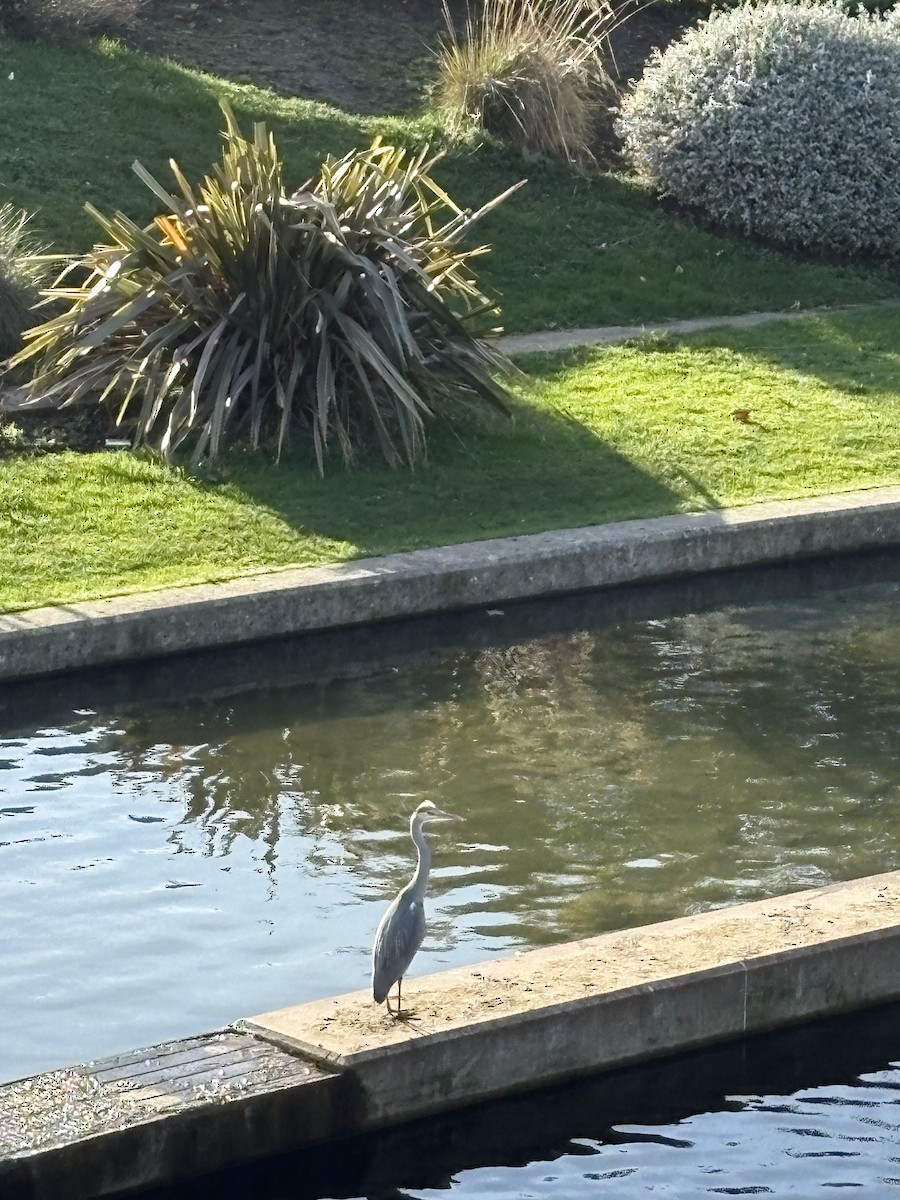 אנפה אפורה - ML644645816