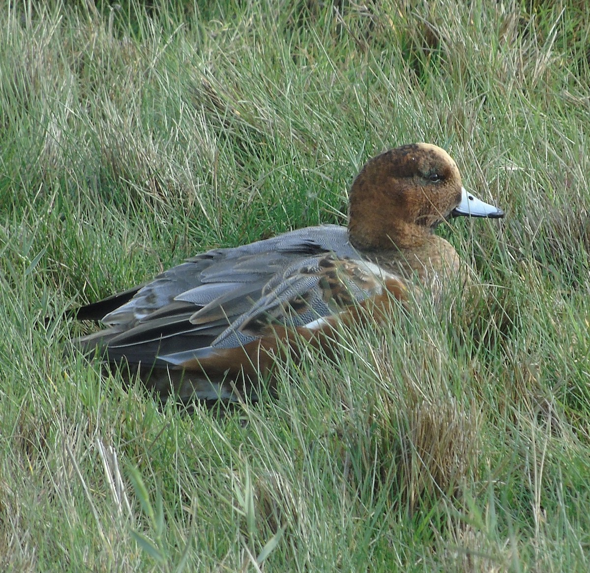 ברווז צהוב-מצח - ML644645818