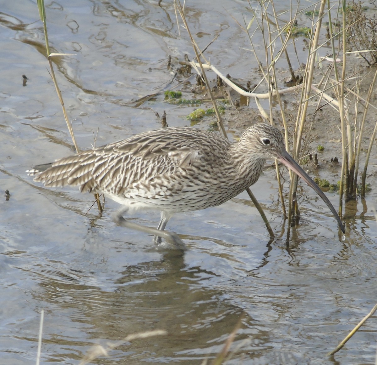 חרמשון גדול - ML644645819