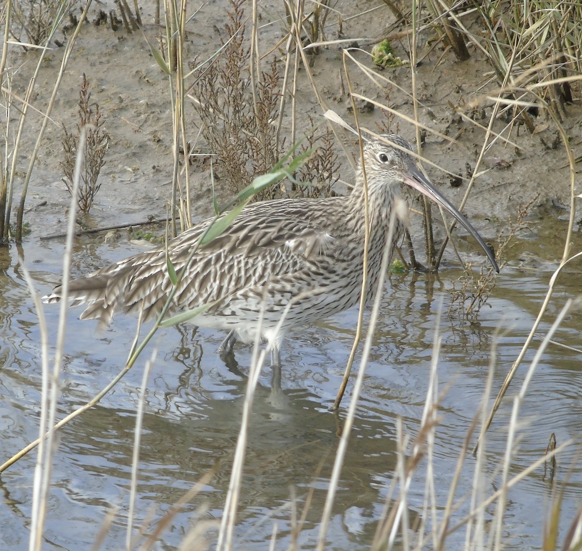 חרמשון גדול - ML644645820