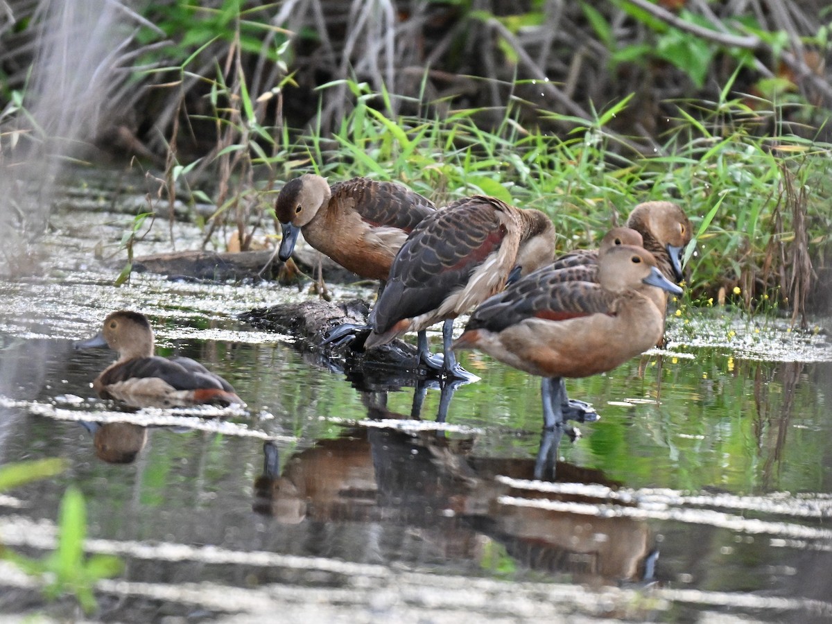 Свистач індійський - ML644645821