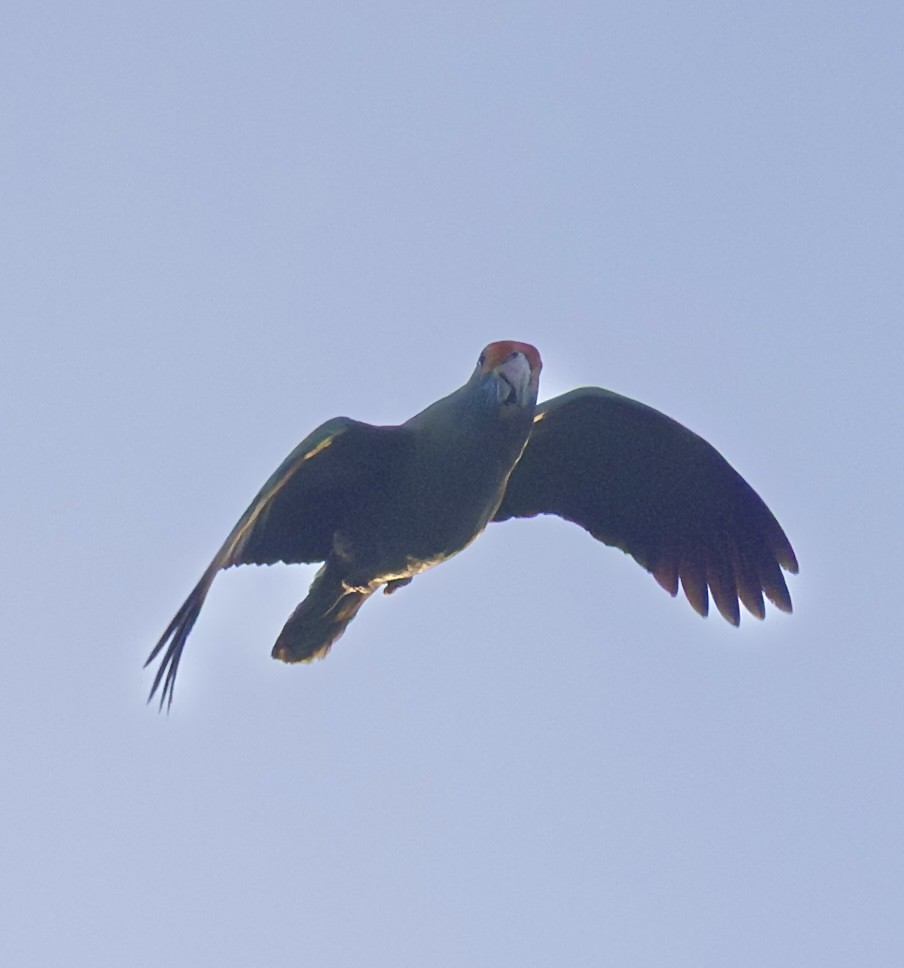 Red-browed Amazon - ML644645822