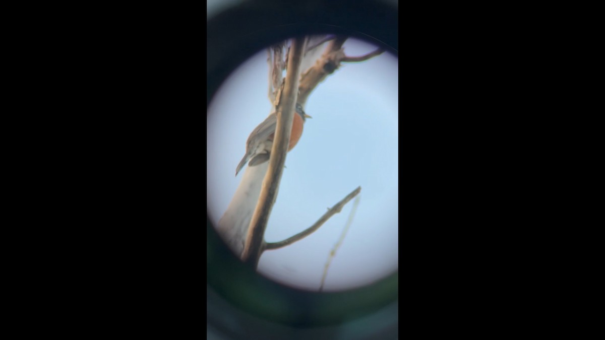 קיכלי נודד - ML644645833