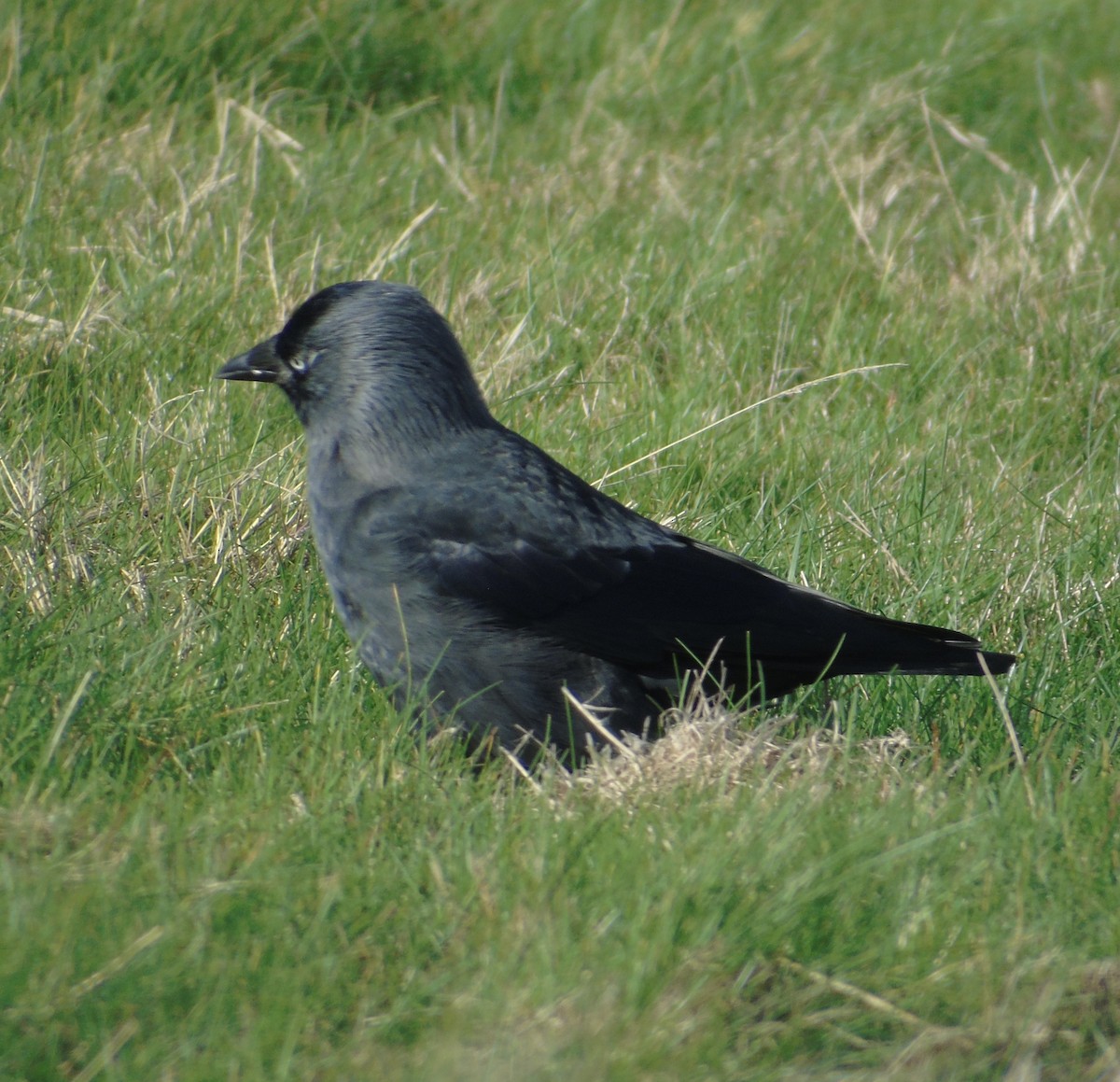 Taccola - ML644645835