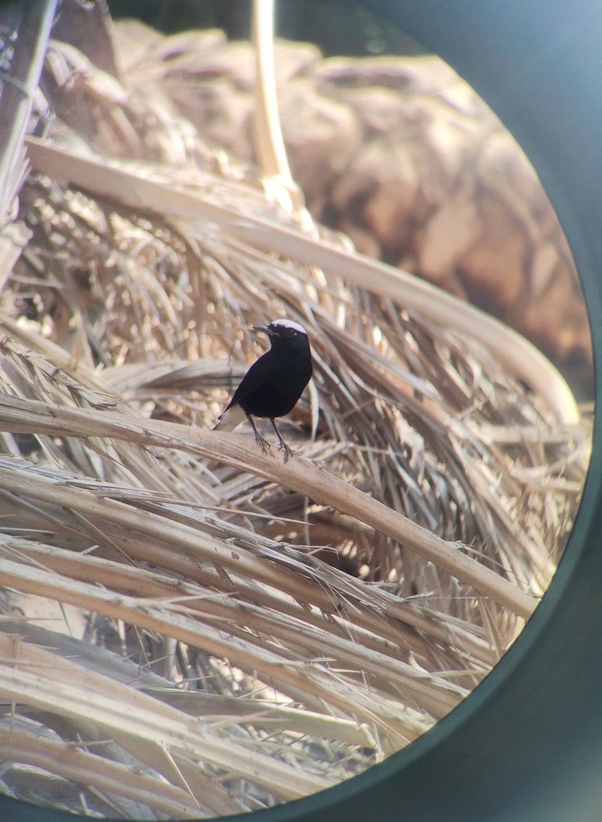 Saharasteinschmätzer - ML644645837