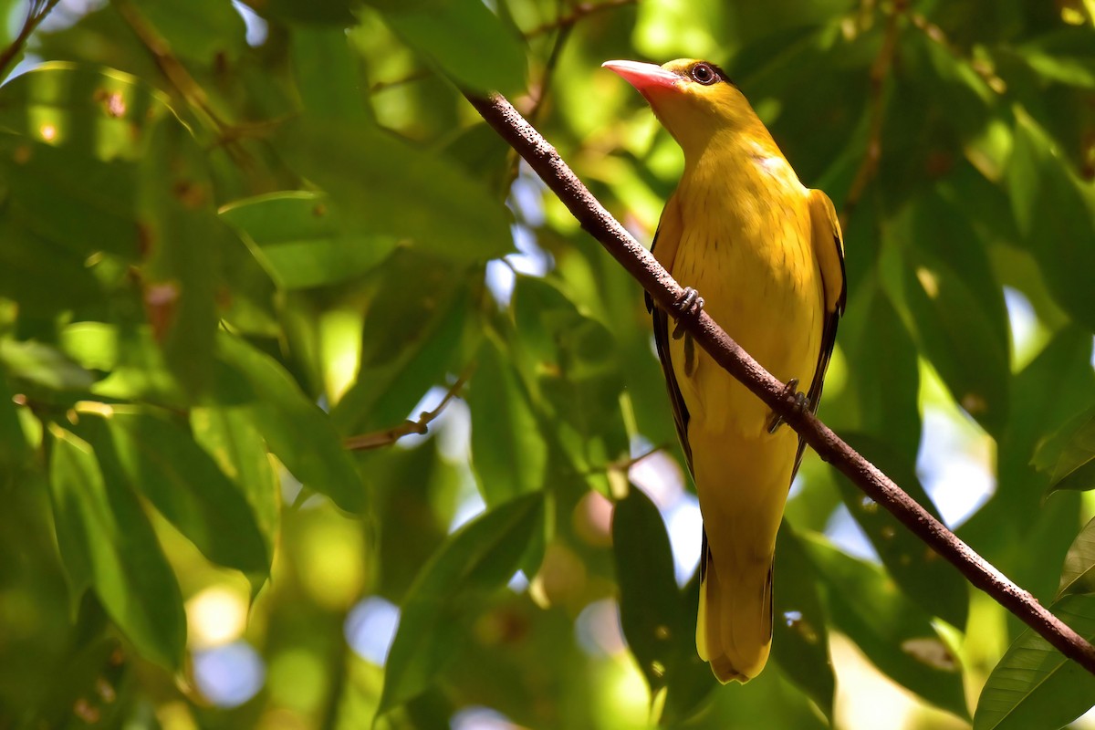 Black-naped Oriole (East Asian) - ML644645847