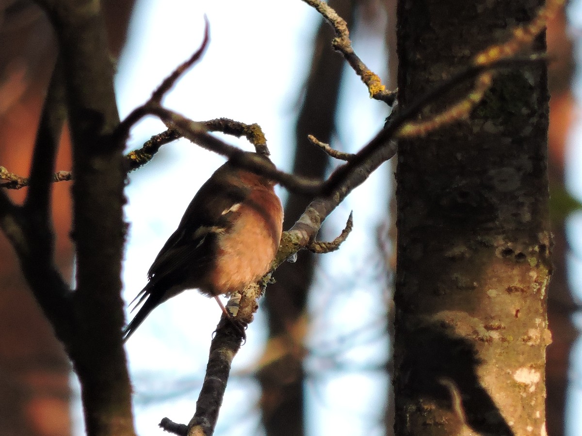 Common Chaffinch - ML644645851