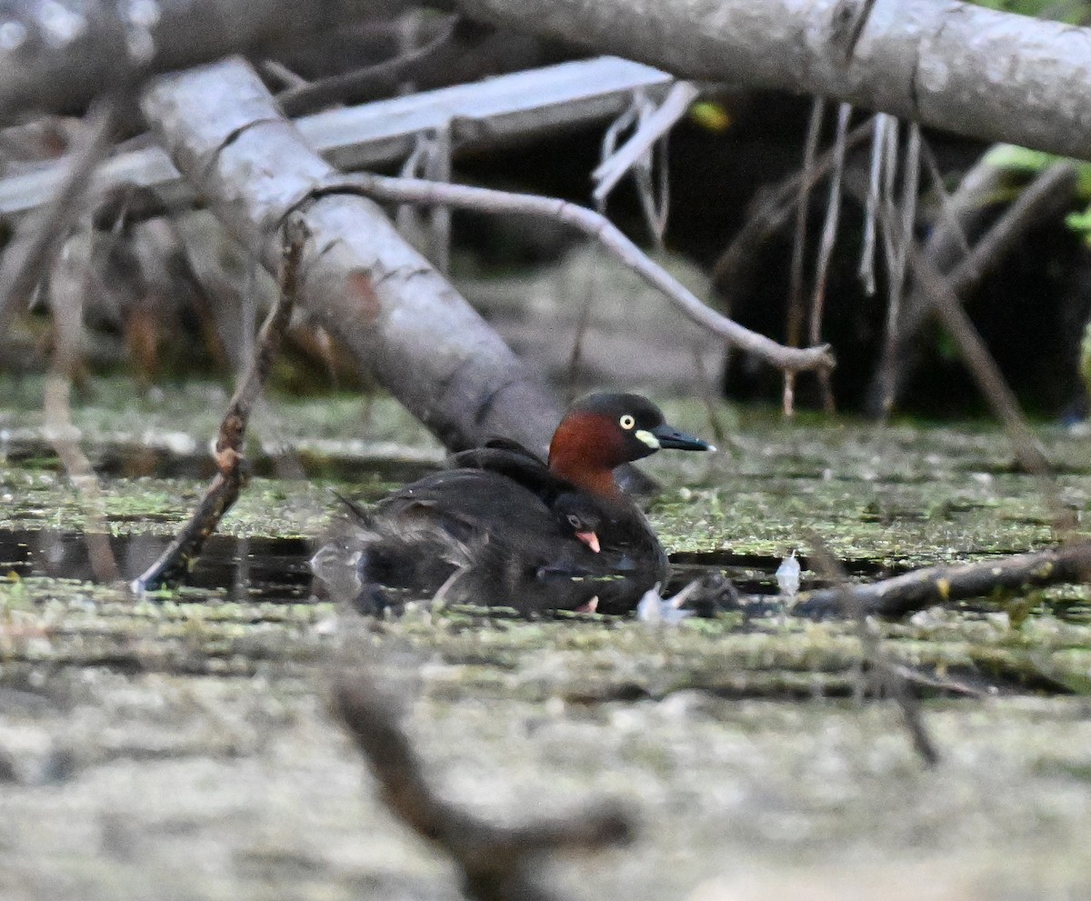 טבלן גמדי - ML644645853