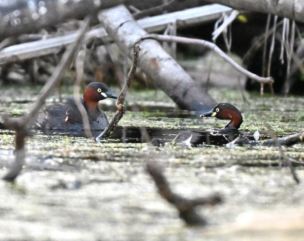 טבלן גמדי - ML644645854