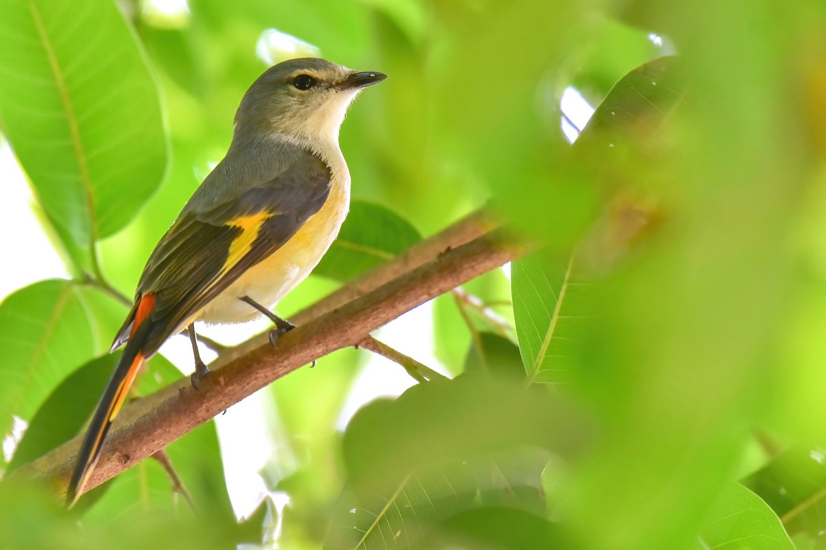 Zwergmennigvogel - ML644645860