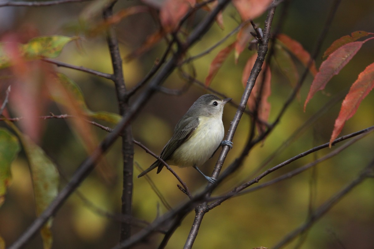 Eastern Warbling Vireo - ML644645861